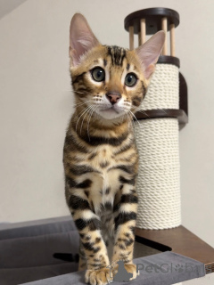 Photo №2 to announcement № 159139 for the sale of bengal cat - buy in United Kingdom breeder