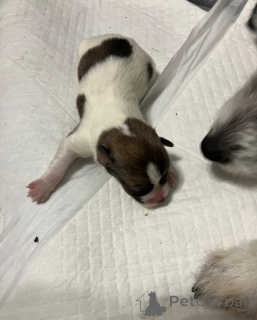 Photo №1. jack russell terrier - for sale in the city of Bologna | 413$ | Announcement № 172382