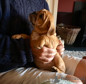 Photo №3. Vaccinated English bulldog puppies for sale. Denmark