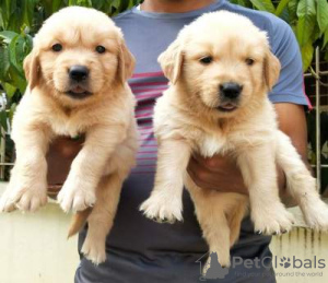Photo №1. labrador retriever - for sale in the city of Belchatow | negotiated | Announcement № 10896