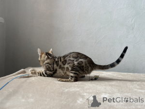 Photo №3. Marbled Bengal cat. France