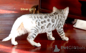 Photo №4. I will sell bengal cat in the city of Eisenstadt. breeder - price - 207$