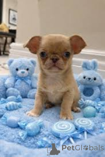 Photo №4. I will sell chihuahua in the city of Brussels. private announcement, breeder - price - 723$