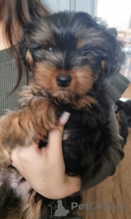 Photo №2 to announcement № 119356 for the sale of yorkshire terrier - buy in Germany private announcement