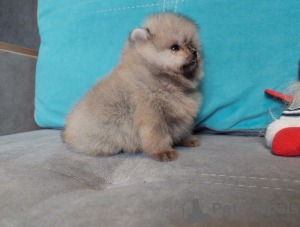 Photo №1. pomeranian - for sale in the city of Kiev | 317$ | Announcement № 94139