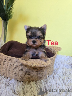 Photo №2 to announcement № 175018 for the sale of yorkshire terrier - buy in Serbia breeder