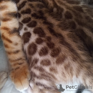 Photo №4. I will sell bengal cat in the city of Sochi. breeder - price - 473$