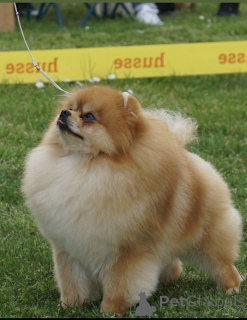 Photo №2 to announcement № 135226 for the sale of pomeranian - buy in Serbia 