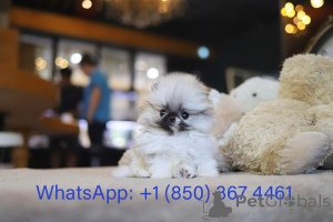 Photo №3. Dean Janet Kay puppies house. United States