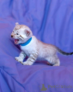 Photo №1. bengal cat - for sale in the city of Colorado Springs | 450$ | Announcement № 147419