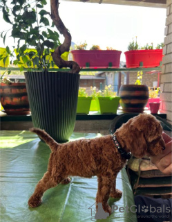 Photo №4. I will sell poodle (toy) in the city of Belgrade. breeder - price - negotiated