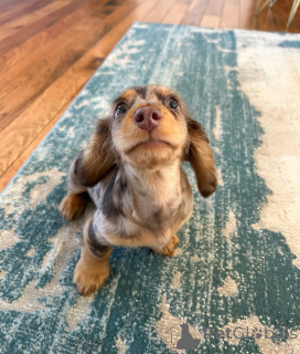 Photo №3. Cute adorable Dachshund Puppies for sale contact whatsapp business. Finland