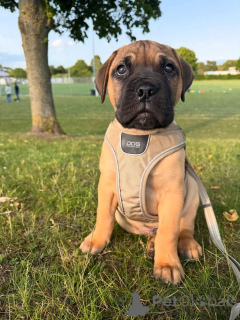 Photo №1. ca de bou - for sale in the city of Aizlingen | 516$ | Announcement № 158466