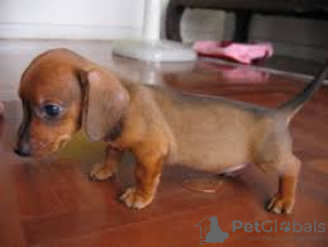 Photo №2 to announcement № 30185 for the sale of dachshund - buy in Germany private announcement