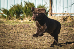 Photo №4. I will sell labrador retriever in the city of St. Petersburg. from nursery - price - 536$