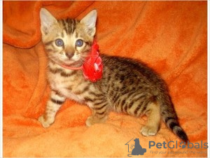 Photo №1. bengal cat - for sale in the city of Флорида Сити | 1000$ | Announcement № 50408