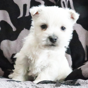 Photo №1. west highland white terrier - for sale in the city of New York | negotiated | Announcement № 164584