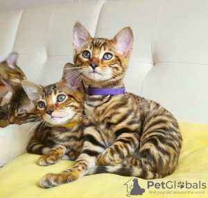 Photo №1. toyger - for sale in the city of Турате | 485$ | Announcement № 15650