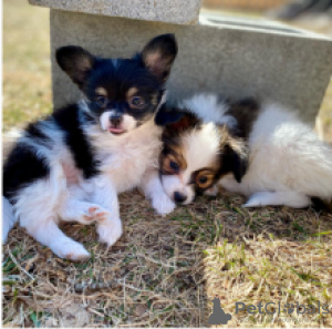 Photo №1. papillon dog - for sale in the city of Borås | negotiated | Announcement № 55329