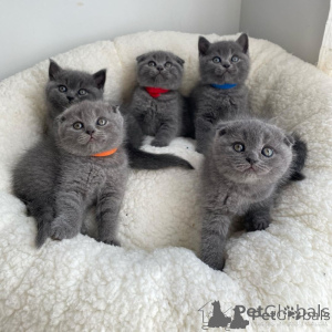 Photo №1. scottish fold - for sale in the city of Bastia | negotiated | Announcement № 173026