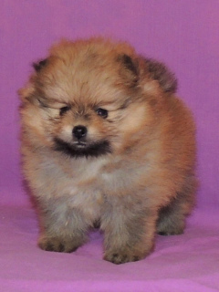 Photo №3. Charming puppies of German small Spitz. Russian Federation