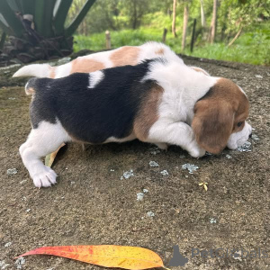 Photo №3. Purebred male and female Beagle puppies for sale!!!. France