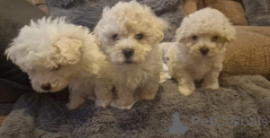 Photo №3. Bichon Frisé Welpen zu verkaufen. Kontaktieren Sie mich per. Germany
