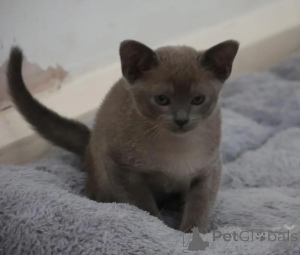 Photo №1. burmese cat - for sale in the city of Nördlingen | 361$ | Announcement № 177564