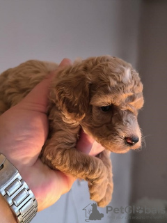 Photo №1. poodle (toy) - for sale in the city of Zrenjanin | negotiated | Announcement № 124175