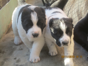 Photo №4. I will sell central asian shepherd dog in the city of Armavir. breeder - price - 536$
