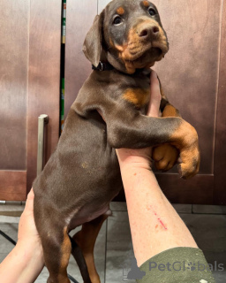 Photo №3. Urocze szczenięta dobermana do adopcji. Poland