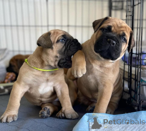 Photo №1. bullmastiff - for sale in the city of Las Vegas | negotiated | Announcement № 170495