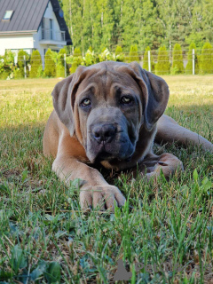 Photo №4. I will sell cane corso in the city of Michów. breeder - price - 1057$