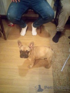 Additional photos: French Bulldog