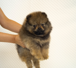 Photo №1. german spitz - for sale in the city of Eagle | 665$ | Announcement № 3469