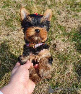 Photo №4. I will sell yorkshire terrier in the city of Bielefeld. private announcement - price - 280$