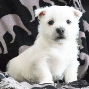Photo №2 to announcement № 164582 for the sale of west highland white terrier - buy in United States private announcement