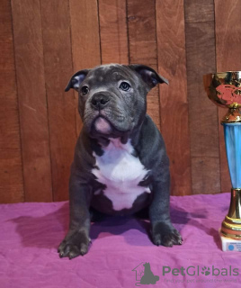 Photo №2 to announcement № 33345 for the sale of american bully - buy in Ukraine private announcement, from nursery, breeder