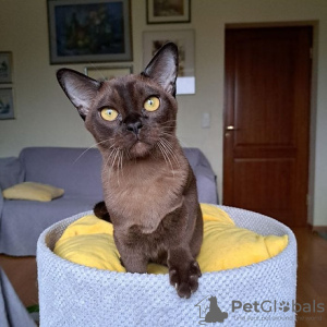Photo №1. burmese cat - for sale in the city of Riga | negotiated | Announcement № 89595