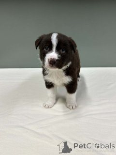 Photo №4. I will sell border collie in the city of California. breeder - price - negotiated