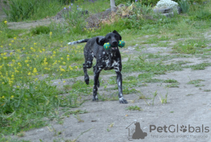 Photo №3. One-year-old working bitch of shorthaired pointer for sale. Ukraine