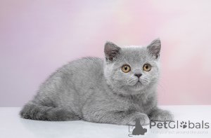 Photo №2 to announcement № 141401 for the sale of british shorthair - buy in Russian Federation from nursery, breeder