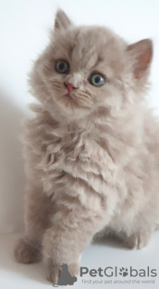 Photo №2 to announcement № 27892 for the sale of british longhair - buy in Czech Republic breeder