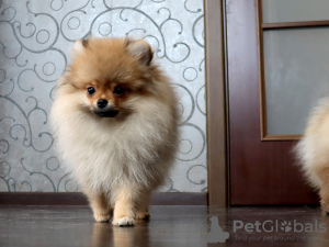 Additional photos: Pomeranian Girl, Orange Sable