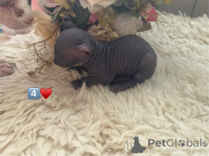 Photo №4. I will sell sphynx-katze in the city of Москва. breeder - price - 1015$