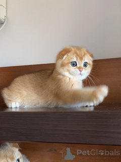 Photo №1. scottish fold - for sale in the city of Varmaland | negotiated | Announcement № 159636