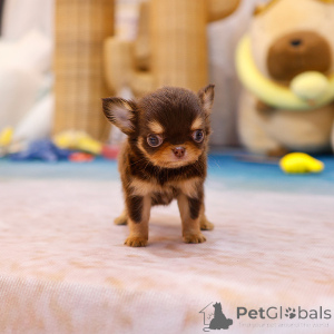 Photo №1. chihuahua - for sale in the city of Florida | 400$ | Announcement № 151881