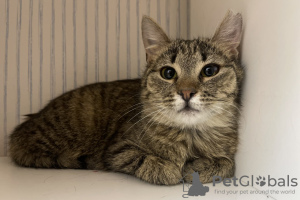 Additional photos: A gentle tabby cat, kitten Shprotya, is looking for a home and a loving family!