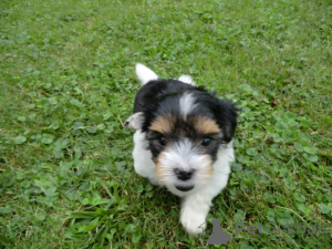 Photo №1. beaver yorkshire terrier - for sale in the city of Nuremberg | negotiated | Announcement № 166088