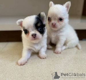 Photo №3. Chihuahua puppies in a cup. Finland